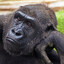 Normal Ape
