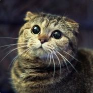 TheSexyCat1[DK] -GamleAcc :)