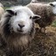 COOL SHEEP| hellcase.com