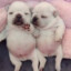 Pibble