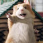 RAT_KX