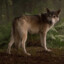 Nymeria