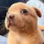 CACHORRO GAMER