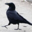 Crow