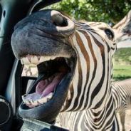 MAKABAKAAKWAKAMKMKME~