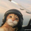 Military cat