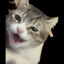 r00t