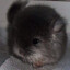 evi