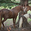 Three horses in a tree