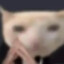 Business Cat