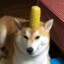 Corn