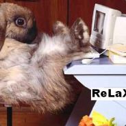 ReLaXyY.
