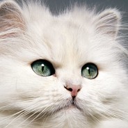 BobTheCat