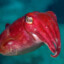Cuttlefish Fan