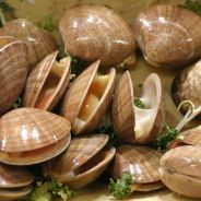 clamclam