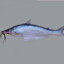 mapará
