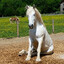 horselover9000