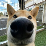 给你打一脑袋包