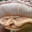 Respectable Mushroom