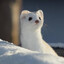 ferret_0503