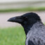 AgCorvid