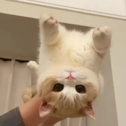 努力赚钱买巴赫