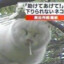 如此童颜的一张脸行如此龌龊之事