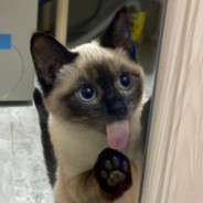 洛宝是什么酱【休养ing