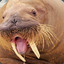 RagingWalrus