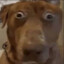 Stupid Ahh Dog