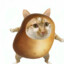 土豆还是猫