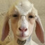 ELVIO