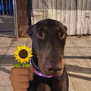 宇宙无敌第一暴龙战士