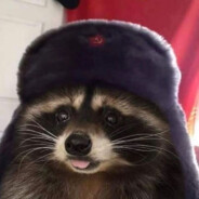 Mikhail the toxic racoon