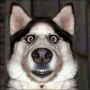 pug