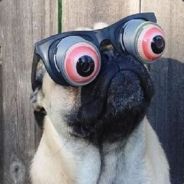 QUAGGA - steam id 76561197960753729