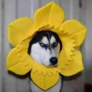 老黄