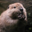 CuteBober