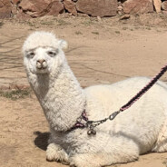 鄙人酷爱吹牛逼丶