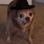 Cowboy Dog