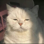 我昨晚给电妹了