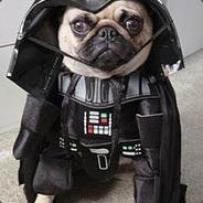 Masterpug007