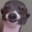 DoggyDogg`