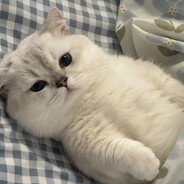 陌