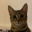 Mog