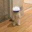 Catoru
