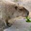 Capybara