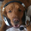 Dawgamer
