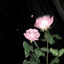 Stevy. :] &lt; dreamz. &gt;