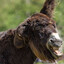 Hairy_Donkey